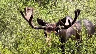 Bull Moose / Our Rving Adventures