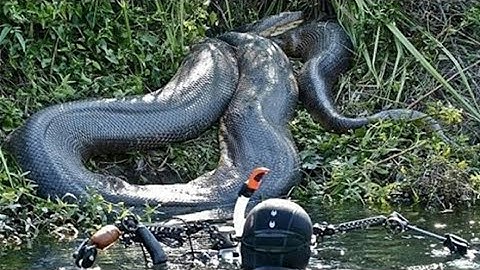 Rắn hổ mây khổng lồ trên núi thất sơn// rắn hổ mây khổng lồ//Phát hiện kinh hoàng rắn hổ mây