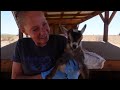 All The Baby Goats Are Ready For Their New Homes