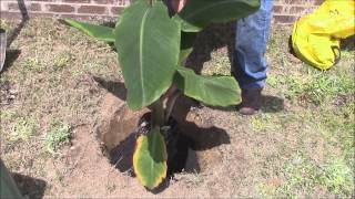 How To Plant a Banana Plant