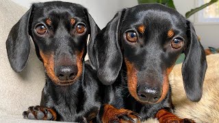 Christmas with our 2 Dachshunds.