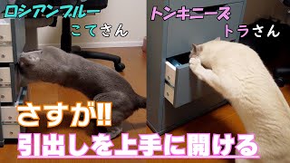 They can open the drawer well #102 by こて虎 猫life 451 views 2 years ago 3 minutes, 26 seconds