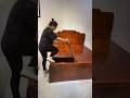part230#This Old Elm Bed Uses No Nails! Ancient Chinese Woodworking #shorts