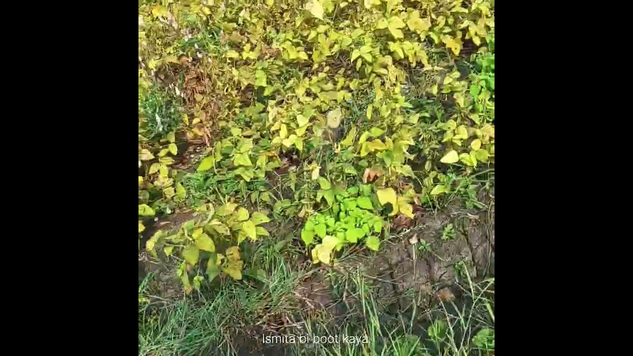 farmer soybean cutting video