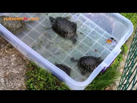 Video: Kaplumbağalar Nasıl Taşınır