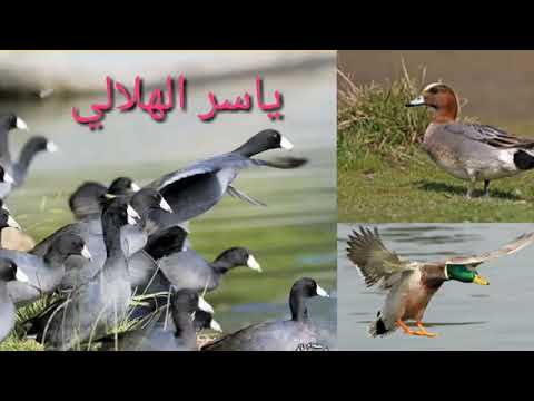 صوت دجاج الماء للصيد بشير الساعدي