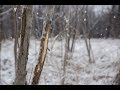 Scout Deer in the Winter! (Especially on Public Land) Don't be dumb!