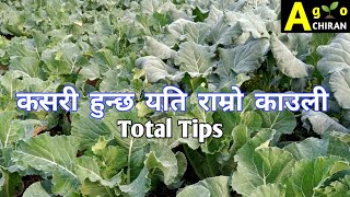  नमुना काउली खेती || काउली खेती को सुरबाट अन्तिमसम्म को वास्तविक विधि यो हो || Cauliflower Farming