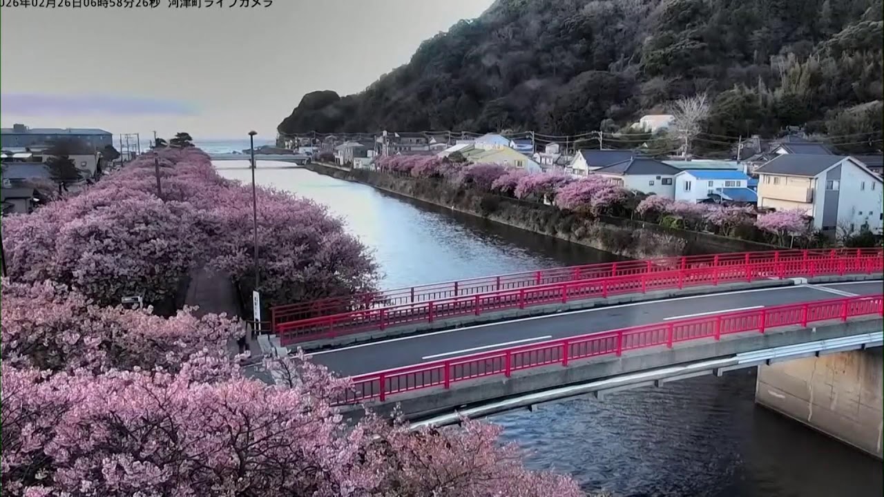 WATCH: Live of cherry blossom trees in Japan