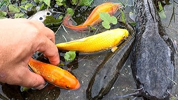 Bắt cá trê lai, cá chép, cá sộp, cá koi, cá rô đồng - các loại cá nước ngọt