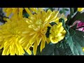 МК хризантема из фоамирана