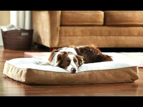 best-memory-foam-dog-beds---the-comfiest-bed-for-your-canine!