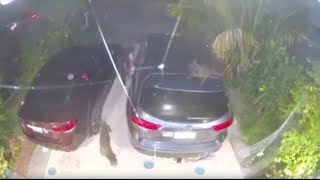 BSO seeks man who incited dogs to attack, kill beloved Fort Lauderdale neighborhood cat