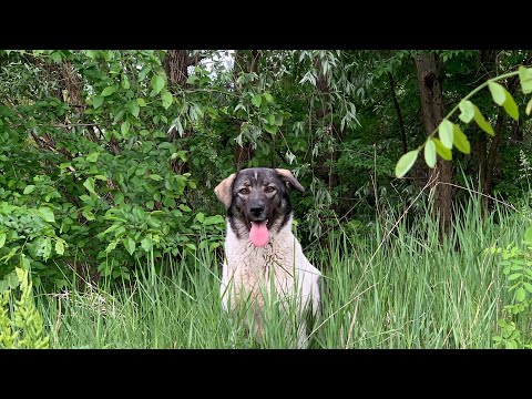 Video: Cum Se Folosește Un Pieptene Pentru Purici Pentru Câini