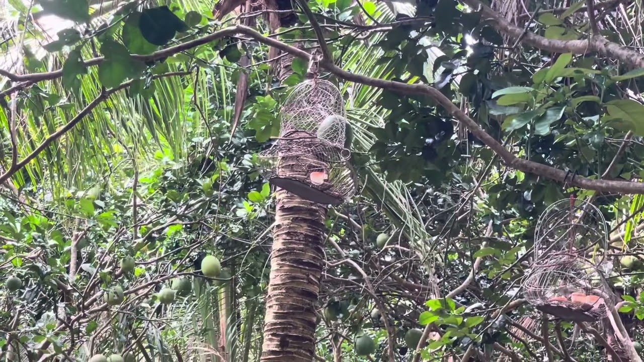 Bẩy Sâu Đầu Đỏ Ngày Cuối Tuần! Mồi Vẫn Chưa Ổn Định! 