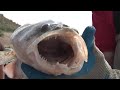 Is it a Walleye or Sauger? Wyoming Game and Fish explains