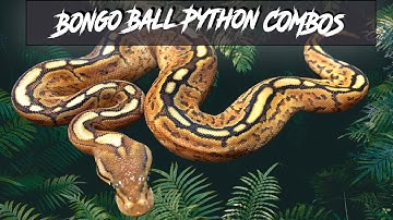 Bongo Ball Python Morph Combos | Jack
