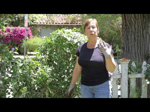 Video: Roses On Fences - How To Grow Roses On A Fence