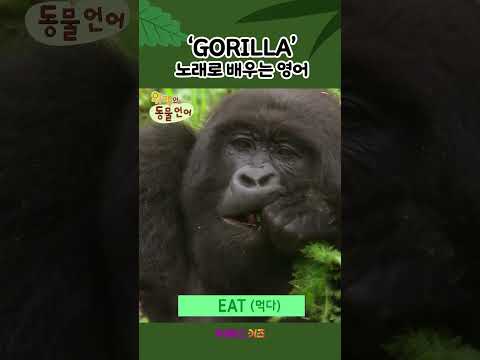 노래로 배우는 영어ㅣGorillaㅣ1분 영어 배우기ㅣ위키와 동물언어ㅣKBS 방송