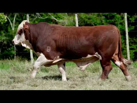 LOTE 17 - TAT O48