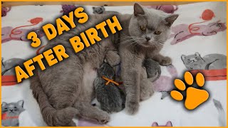 Newborn kittens are SO CUTE!!! 🥰~ 3 Days after Birth ~ ❤️Mama Cat Lola nursing her babies.