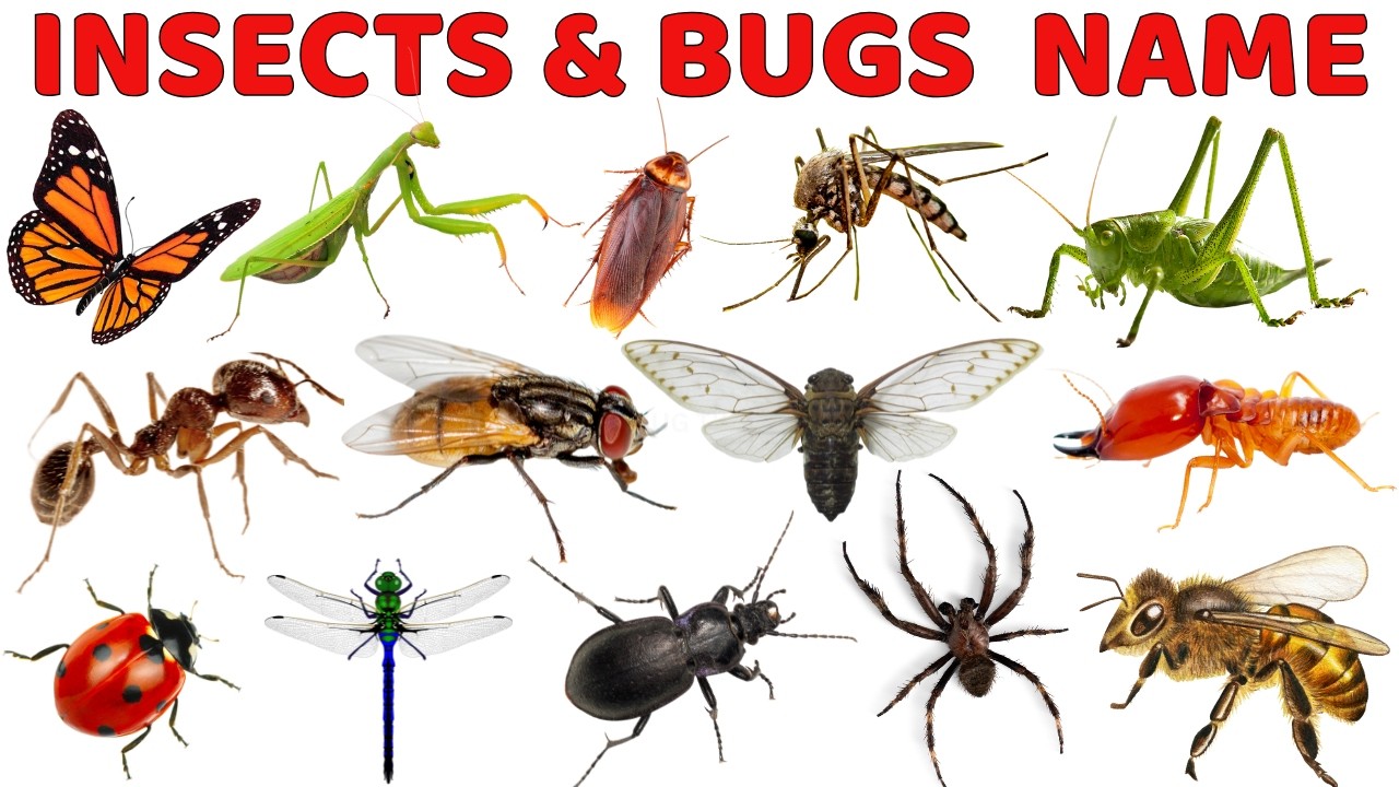 🐞 «Насекомые и жучки для детей | Изучаем названия и звуки насекомых | Веселое обучающее видео для...