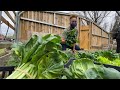 Ivy leaf farms eliminating food deserts one at a time  all good