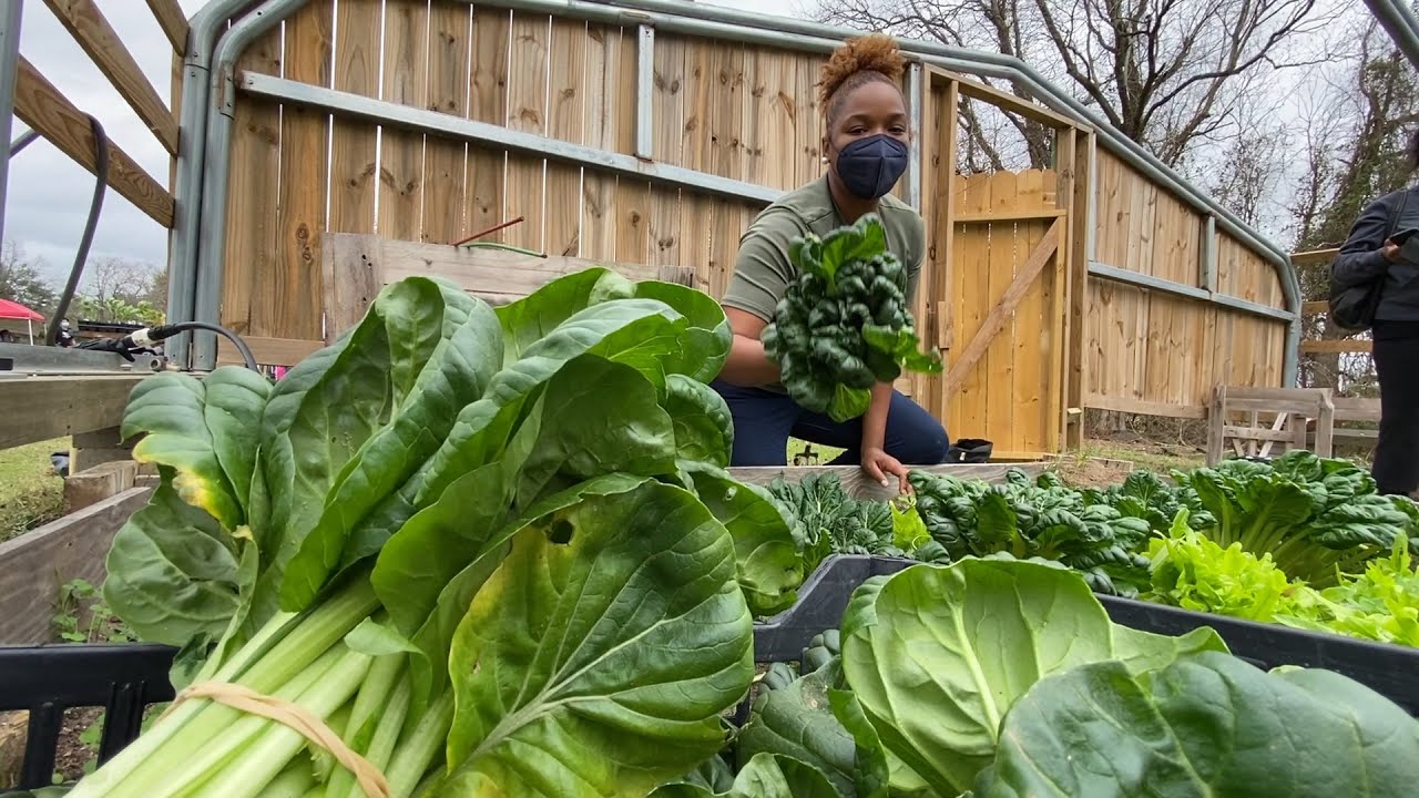 Ivy Leaf Farms: Eliminating food deserts one at a time | All Good