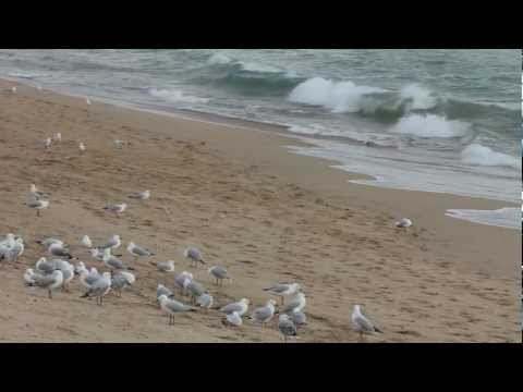 Video: Chicks of seagulls are absolutely not like their parents