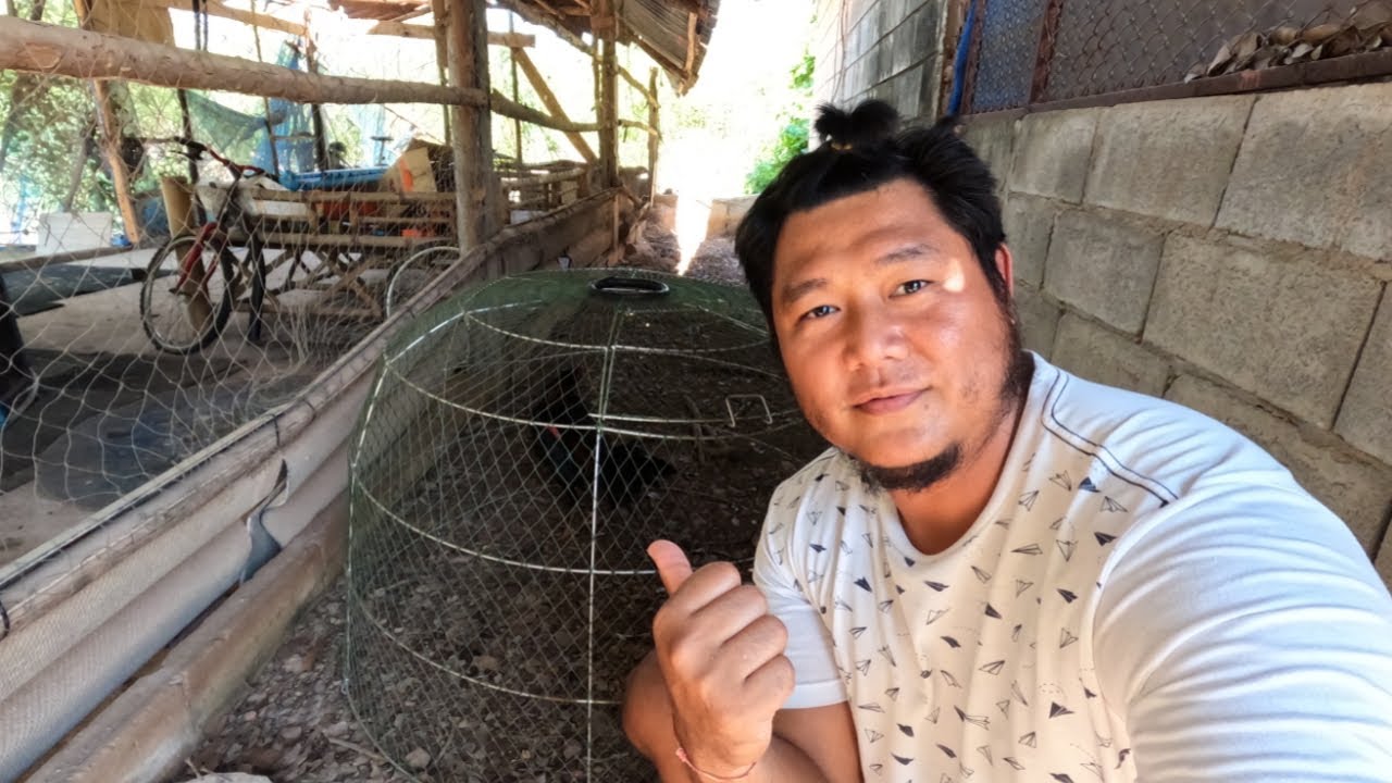 6-7-месячные цыплята, низкий вес, маленькое телосложение, что делать? | FTJ Family Farm