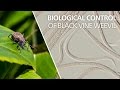 Biological control of black vine weevil - Heterorhabditis bacteriophora
