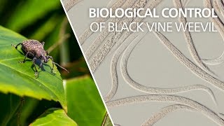 Biological control of black vine weevil  Heterorhabditis bacteriophora