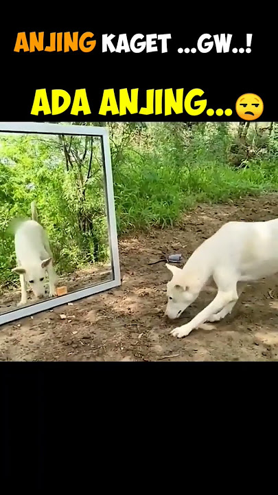 gila...!ngeliat dirinya aja kaget apalagi gw#shorts #anjing #lucu #kaget