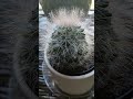 How to care for Pincushion Cactus houseplant growth guide #plant #gardening #tutorial #tutorials
