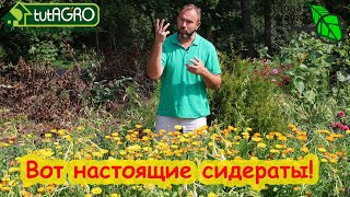 КАК ПРАВИЛЬНО СЕЯТЬ СИДЕРАТЫ? Только при таком посеве сидераты принесут пользу. Составление смесей.