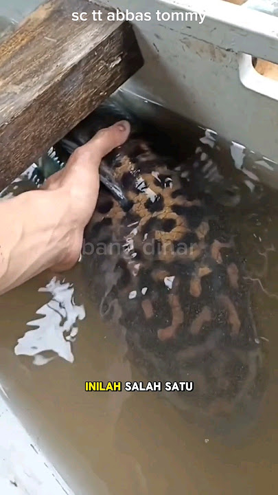 NGERI‼️ PENAMPAKAN JENIS CHANNA TERBESAR DI INDONESIA #shorts