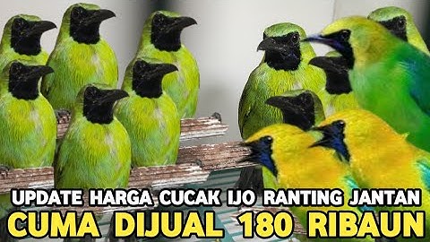 CEK HARGA CUCAK IJO JANTAN CUCAK RANTING JANTAN SERBA 180 RIBUAN DI PASAR BURUNG PRAMUKA 