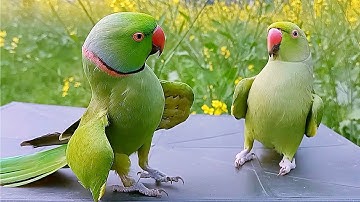 Ringneck Parrot Videos Compilation
