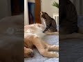 Drama Queen 1   When the.Drama Queen Cat Explodes Over Nothing 😂