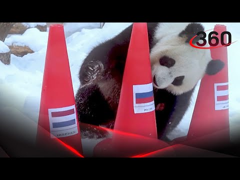 Панда не оставила выбора олимпийцам