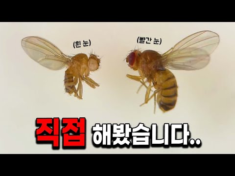 I Actually Conducted the Legendary Fruit Fly Eye Color Genetics Experiment! (feat. Morgan)