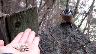 6 Tips for HandFeeding Chickadees and Nuthatches