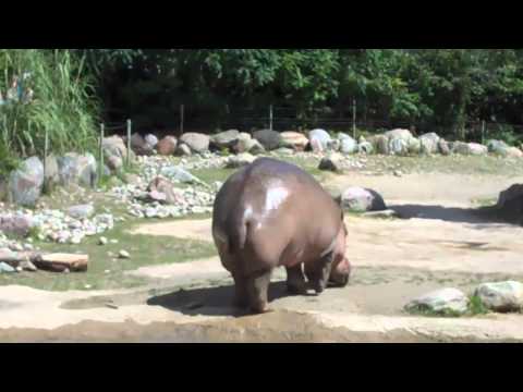 DUBSTEP Remix - Hippo Butt Explosion HD