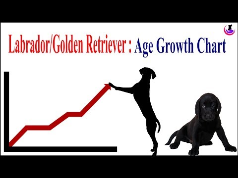 Golden Retriever Age Chart