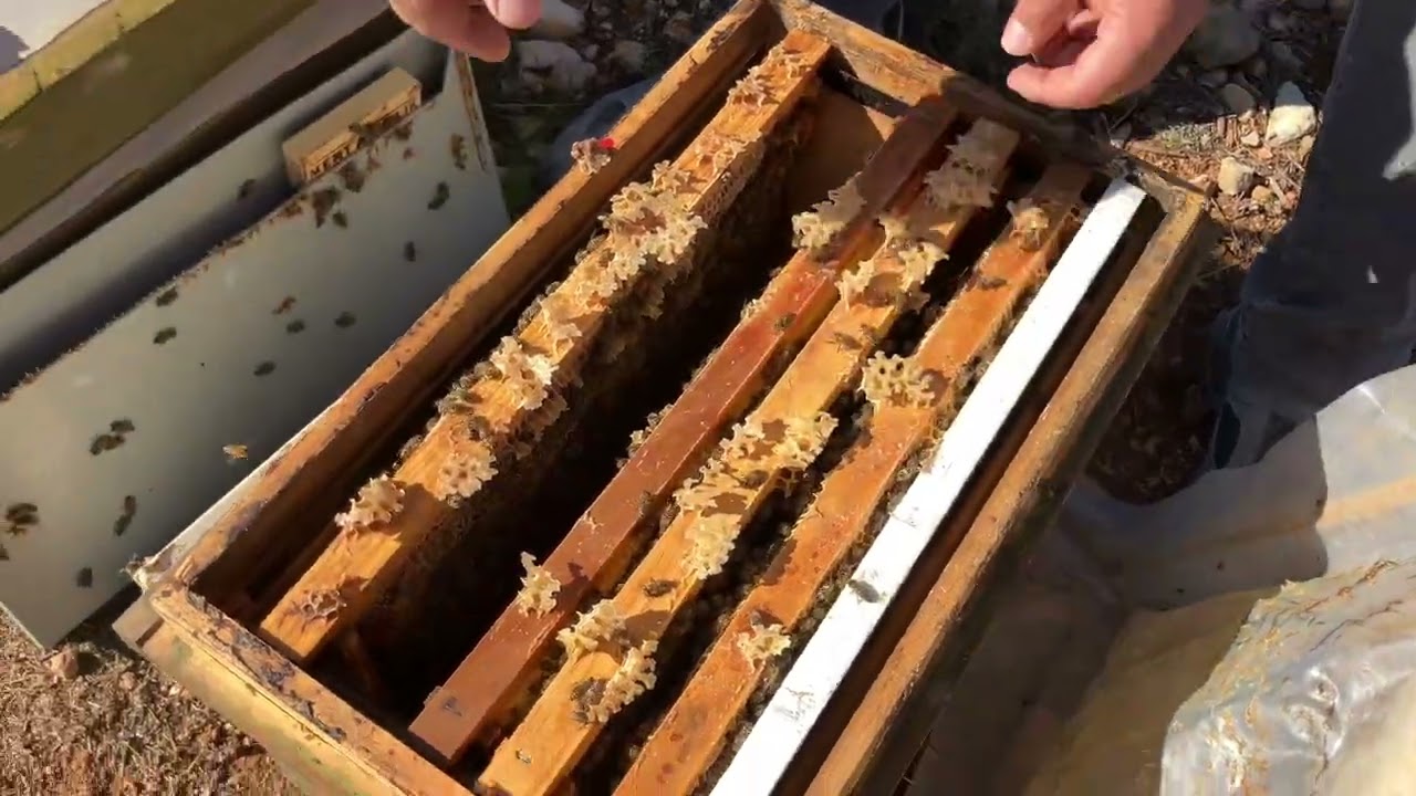 Anadolu Arısı 28 Aralık 2025