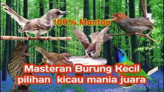 Masteran Burung kecil full tembakan kasar dan panjang bikin juri langsung nenggok #masteranburung