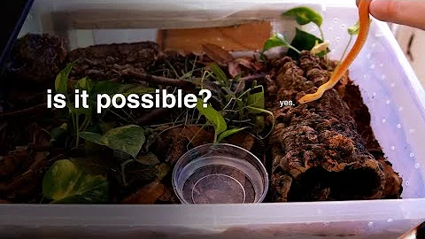 Bioactive Snake Rack build - step by step