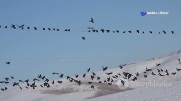 Why Do Birds Migrate? | Secrets of Bird Migration
