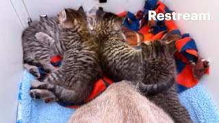 Busy Bee with her 4 kittens | first fosters of the season.