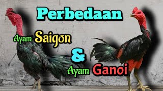 Perbedaan Ayam Saigon Dan Ayam Ganoi